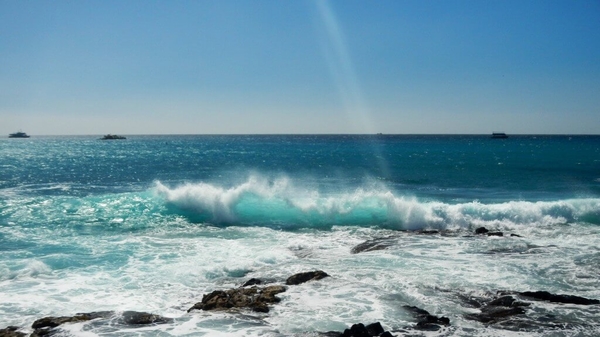На дне Тихого океана нашли неизвестных ранее животных