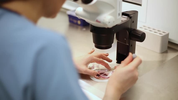 Ученые рассказали, чем опасно искусственное оплодотворение