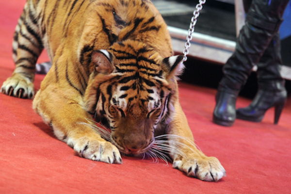 Почему животным плохо в цирке: ТОП-5 причин