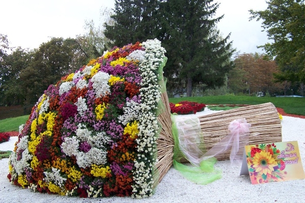 5 причин посетить осеннюю Выставку хризантем в Киеве