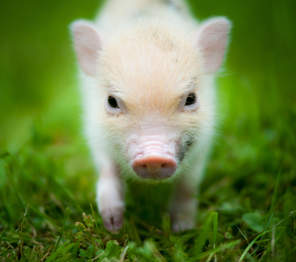 Домашняя свинка мини-пиг: Чем кормить