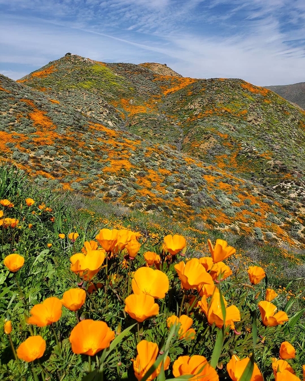 В Калифорнии расцвела целая долина желтых маков - фото и видео туристов