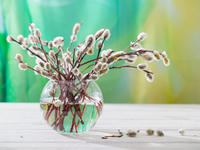 Вербное Воскресенье 2021: История праздника, традиции и обычаи