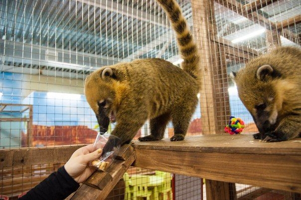 Ульяна Супрун рассказала, почему не стоит ходить в контактные зоопарки