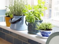 Как вырастить зелень на подоконнике