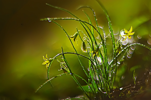 Погода на Троицу 2019 в Украине