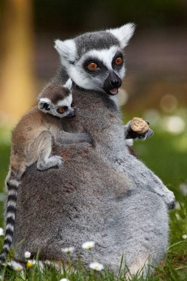 Мадагаскар: ТОП-5 туристических мест самого большого острова Африки