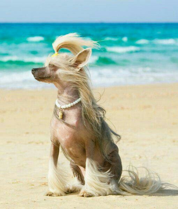 "Мимимиметр зашкаливает!" ТОП-10 самых милых пород собак