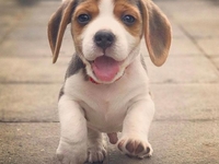 ТОП-10 самых умных пород собак для семьи