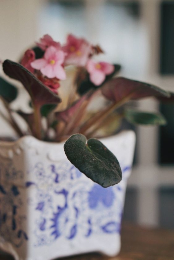 Лунный календарь для комнатных растений на октябрь 2019