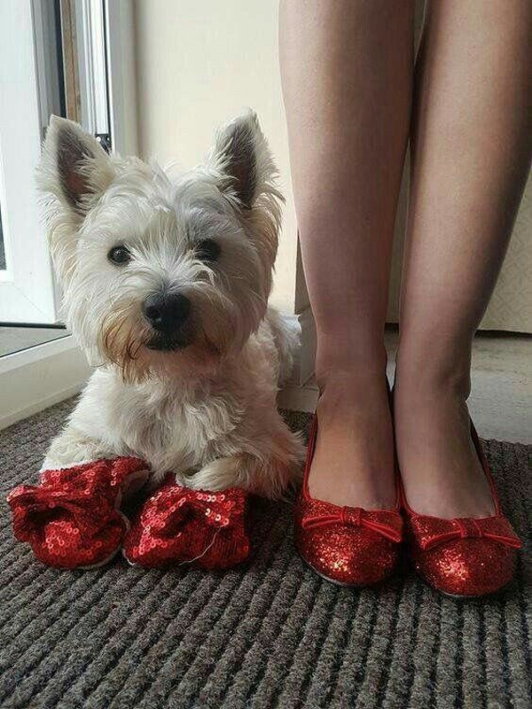 Какой питомец подойдет вам по знаку Зодиака?