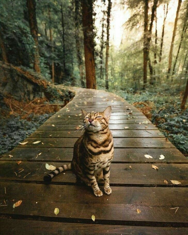 Какой питомец подойдет вам по знаку Зодиака?