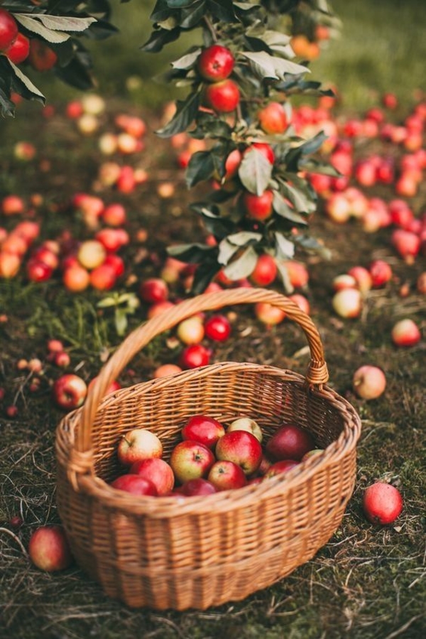 Как хранить яблоки на зиму в домашних условиях - IVONA.UA