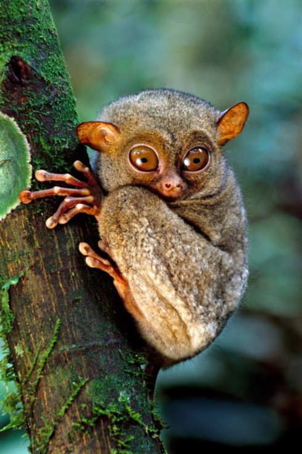 ТОП-7 самых милых животных мира