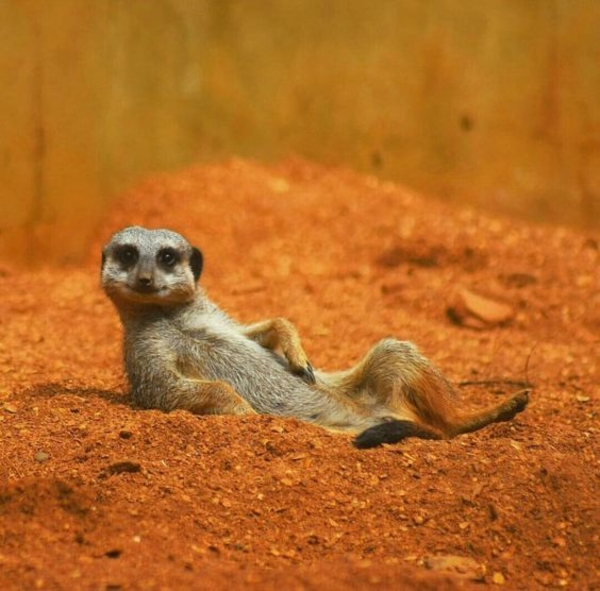 ТОП-7 самых милых животных мира