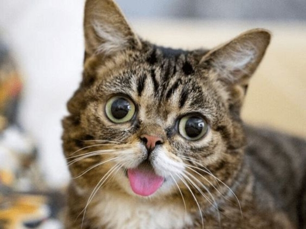 Умерла звезда Instagram кошка Лил Баб