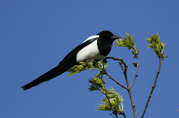 День 40 святых: история, приметы и запреты праздника