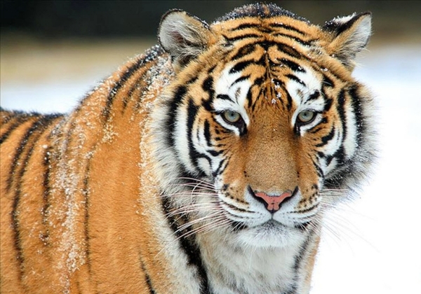 В США коронавирус впервые подтвердили у животного