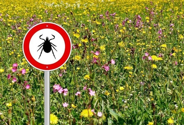 Болезнь Лайма: что следует знать о клещевом баррелиозе