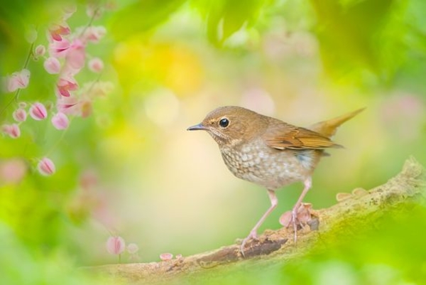 Запреты дня 15 мая 2020: Чего категорически нельзя делать в Соловьиный праздник