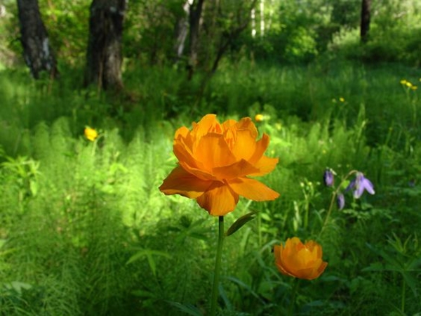 Запреты дня 20 мая 2020: Чего нельзя делать на Купальницу