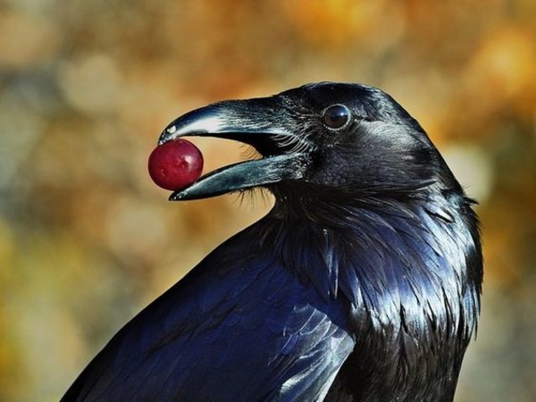 Запреты дня 1 июня 2020: Чего категорически нельзя делать на Иванов день