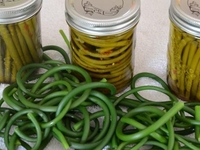 Маринованные чесночные стрелки: рецепт приготовления