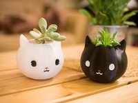 Лунный календарь для комнатных растений на август 2020