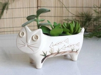 Лунный календарь для комнатных растений на сентябрь 2020