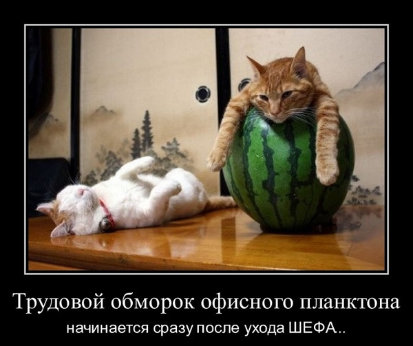 Смешные картинки про босса и начальство