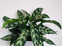 Какие комнатные цветы нельзя держать в доме