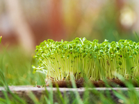 Микрогрин: польза и выращивание