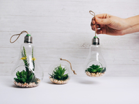 Лунный календарь для комнатных растений на январь 2021