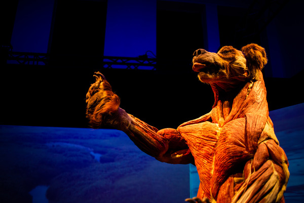 И у меня на это пять причин: Гид по выставке тел «Всесвіт тіла: Всередині тварин»