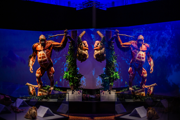 И у меня на это пять причин: Гид по выставке тел «Всесвіт тіла: Всередині тварин»