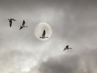 Последнее Полнолуние в 2020 году: Астропрогноз на 30 декабря