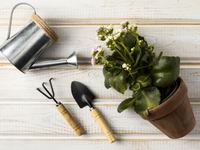 Лунный календарь для комнатных растений на февраль 2021