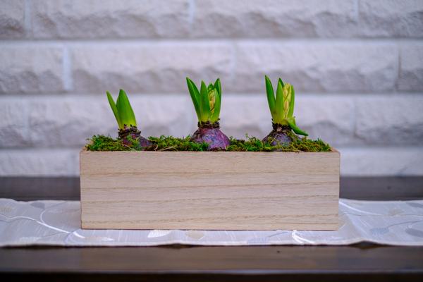 Как ухаживать за луковичными после цветения