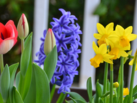 Как ухаживать за луковичными после цветения