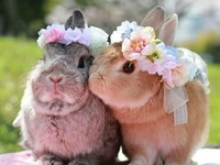 ТОП-5 модных домашних животных