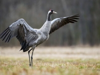 Запреты дня 17 апреля 2021: Что нельзя делать на Иосифа Песнопевца