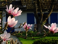 Что сажать на даче в мае?