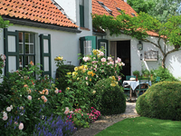 ТОП-5 неприхотливых растений для сада