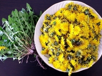 Что приготовить из одуванчиков?