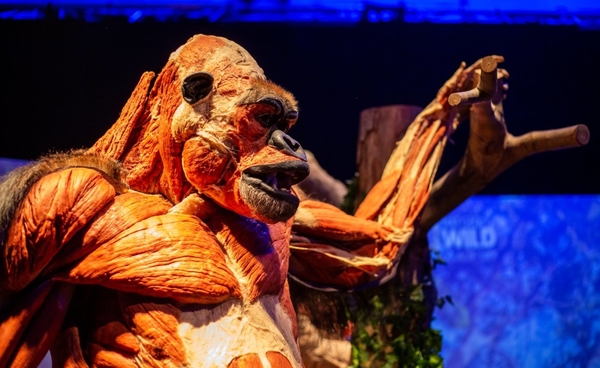 Summer comes: какие локации будут работать на ВДНГ