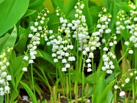 Как правильно ухаживать за ландышами?