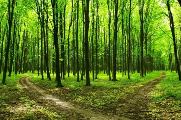 Собираемся на прогулку в лес: что взять с собой