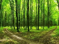 Собираемся на прогулку в лес: что взять с собой