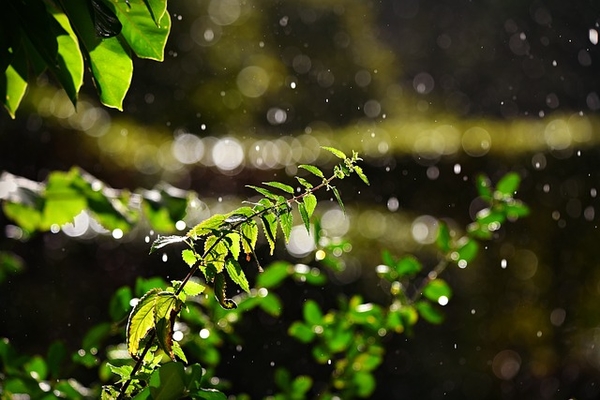 Что приготовить из крапивы: ТОП-5 полезных идей