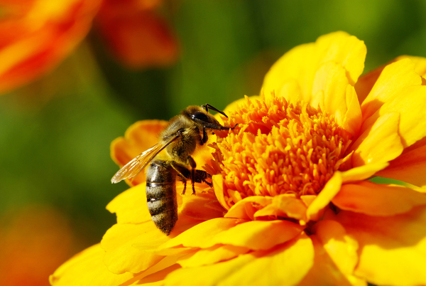 Что делать, если укусила оса, пчела или шершень